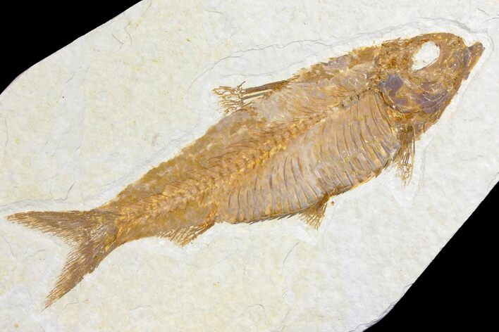 Fossil Fish (Knightia) - Wyoming #136792